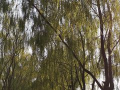 -大兴滨河森林公园