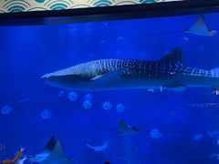 -烟台海昌鲸鲨海洋公园