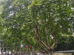 -南京钟山宾馆(江苏省会议中心)