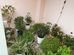 -Tomado绿色烘焙(大尧三路店)