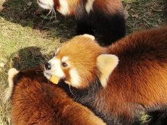 -灵玲国际马戏城
