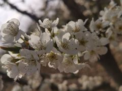 -大芦花风景区