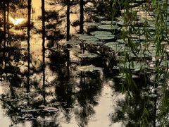 -池杉湖湿地公园