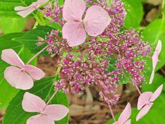 -上海滨江森林公园