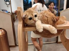 -飞行喵MR PILOT|猫舍·猫咖(静安大融城店)