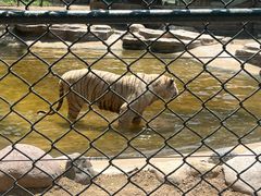 -北京野生动物园