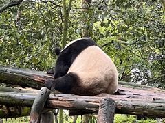 -都江堰中华大熊猫苑