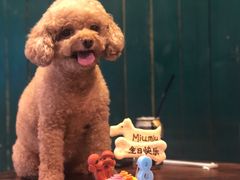 -百好乐宠物友好餐厅(朝外大街店)