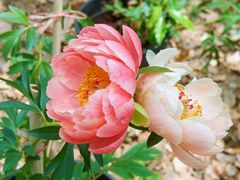 -上海鲜花港
