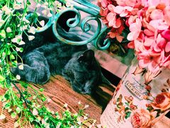 -共舞时光猫咖·狗咖(新街口店)