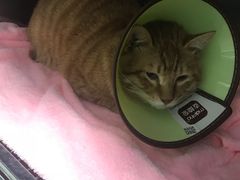 -美美宠物诊疗中心·异宠·骨科(滨江东信分院)