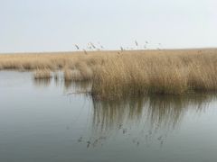 -南大港湿地风景区