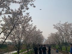 -长田漾湿地公园