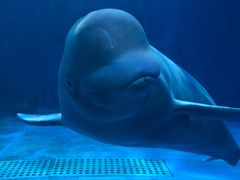 -多彩贵州城极地海洋世界