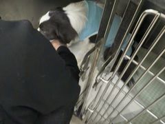 -美联众合动物医院·24h京西诊疗中心