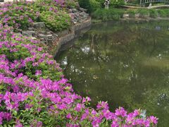 -南京古林公园
