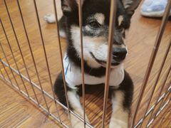 -豆柴町-柴犬主题狗咖(红鼎国际C座店)