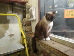 -猫咪博物馆(顶澳仔猫街店)