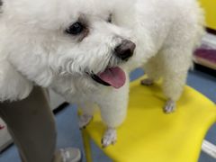 -宠颐生宠物医院外科·内科·皮肤科·影像科(石龙店)