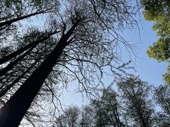 -上海共青森林公园