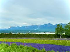-富田农场