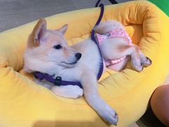 -逗柴咖啡屋·狗咖猫咖宠物桌游
