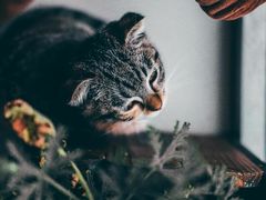 -平行世界·猫咖(首经贸店)