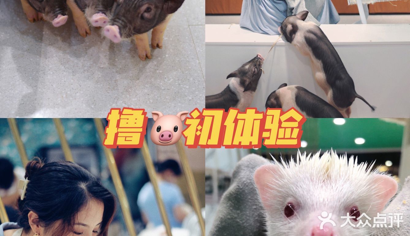 打卡萌宠馆|小香猪安哥拉兔刺猬龙猫撸个够🐷