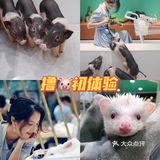 打卡萌宠馆|小香猪安哥拉兔刺猬龙猫撸个够🐷