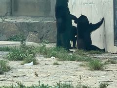 -石家庄市动物园