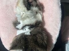-北京观赏动物医院·24小时大型综合·猫专科·异宠专科