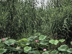 -白洋淀景区