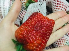 -菜园坝水果市场