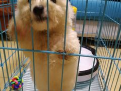 -翊宠yipet猫狗购宠庄园犬舍•猫舍