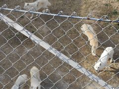 -石家庄市动物园