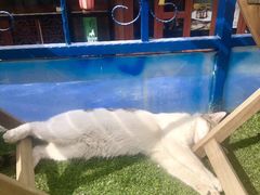 -Sirena海妖日咖夜酒