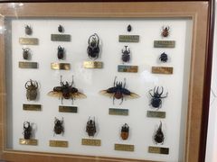 -上海昆虫博物馆