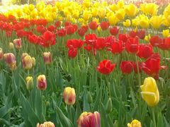 android_upload_pic-洛阳郁金香牡丹园