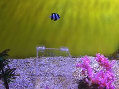 -芜湖新华联大白鲸海洋公园