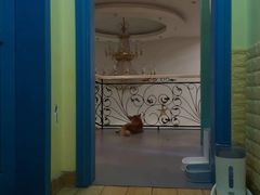 -喜柴咖啡·柴犬狗咖