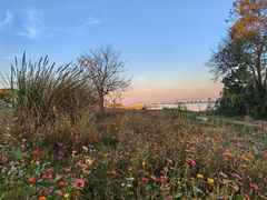 -莲花岛景区