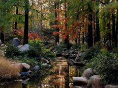 -上海共青森林公园