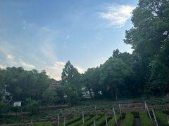 -野蔓果·山野菜(西湖景区·龙井茶田店)