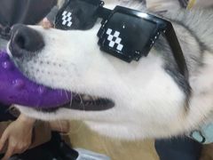 -Husky Go! 哈士奇体验馆·宠物咖啡厅狗咖