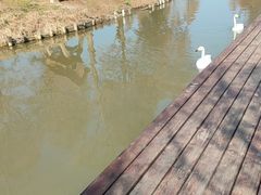 -宁波杭州湾国家湿地公园
