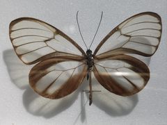 -上海昆虫博物馆