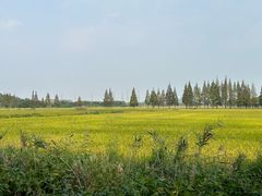 -上海佘山国家森林公园天马山园