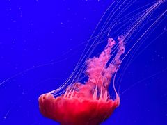 -江和美海洋公园