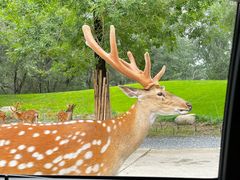 -北京野生动物园