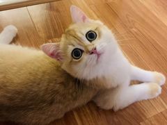 -东方名猫馆·英短金渐层布偶猫舍(环线广场1号楼店)